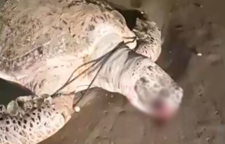 Мертвая черепаха, запутавшаяся в рыболовных сетях